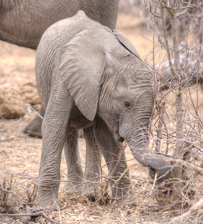 Baby elephant